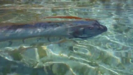 Un poisson très rare : un Oarfish!