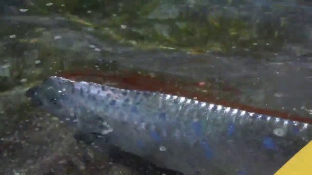 Two Rare Oarfish Sighting
