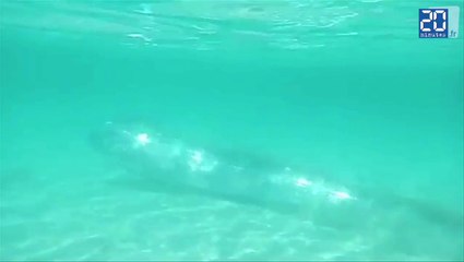 Un roi des harengs filmé en Californie