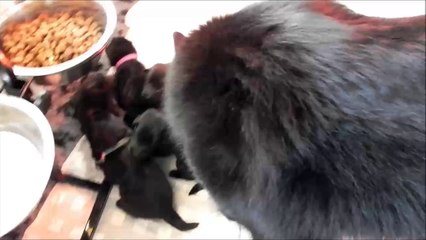 chiots Gwelann / ulius 2 semaines ...