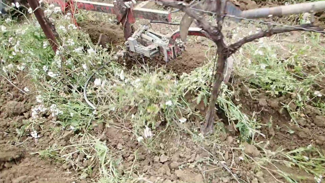 Déchaussage avec beaucoup d 'herbe sous le rang.