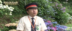 「箱根登山鉄道の旅」箱根の夏の風物詩