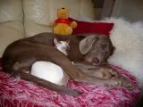 Cute Siamese Kitten sleeping with her Dog
