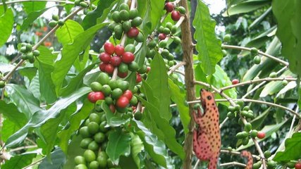 Le kopi luwak, c'est bizarre mais ça se boit