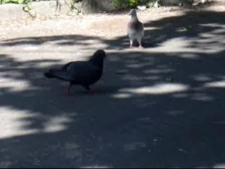 Golobčka dva grulita Gru Gru