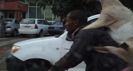 Goat Riding a Guy Riding a Bike