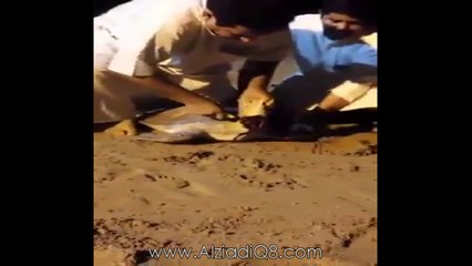 كويتيون ينحرون "سلحفاة" في أحد الشواطئ