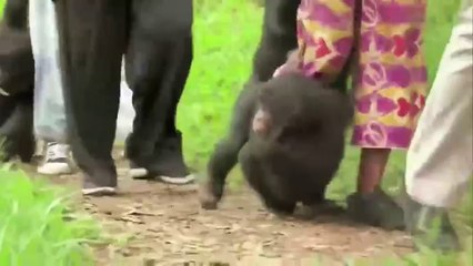 Bonobos - Bande annonce