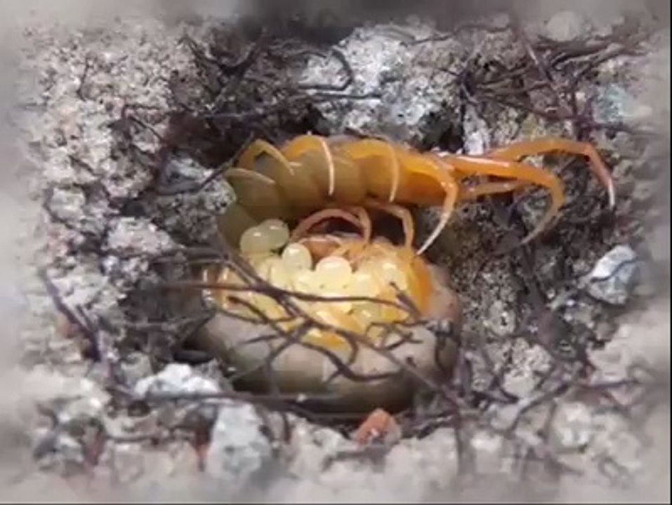 DANGER