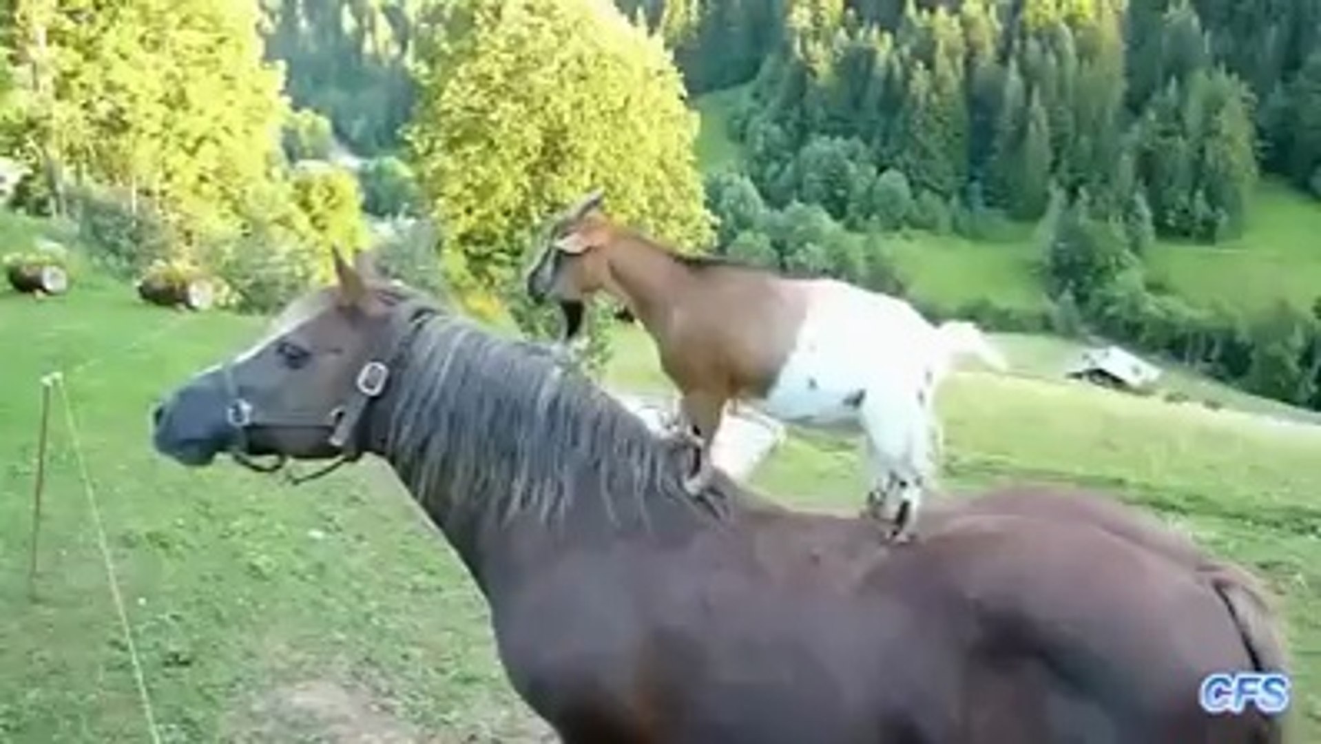⁣GOATS RIDES HORSES