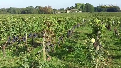 Le millésime 2011 selon le Chateau Smith Haut Laffite