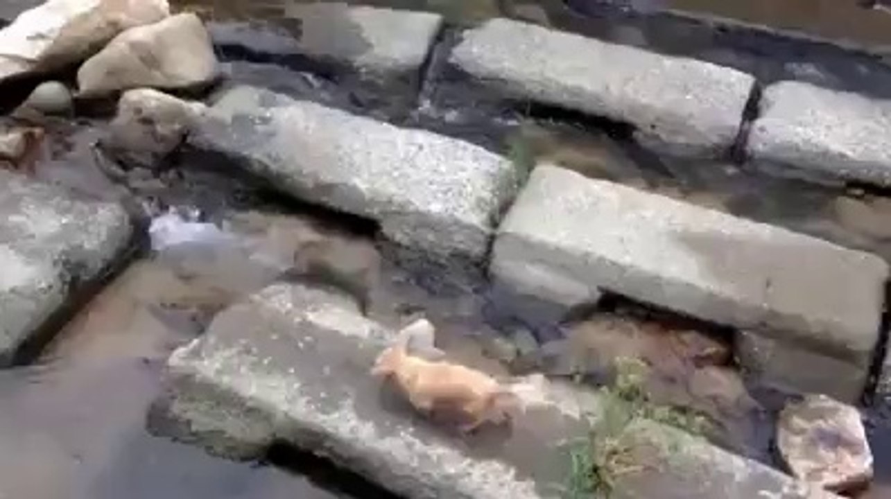 PLAYING DOG