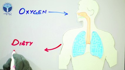 Respiratory System - Understanding