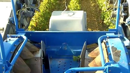 Le millésime 2011 du Chateau la Louvière