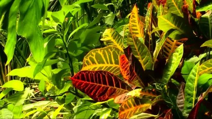 Sfantul si Marele Mir