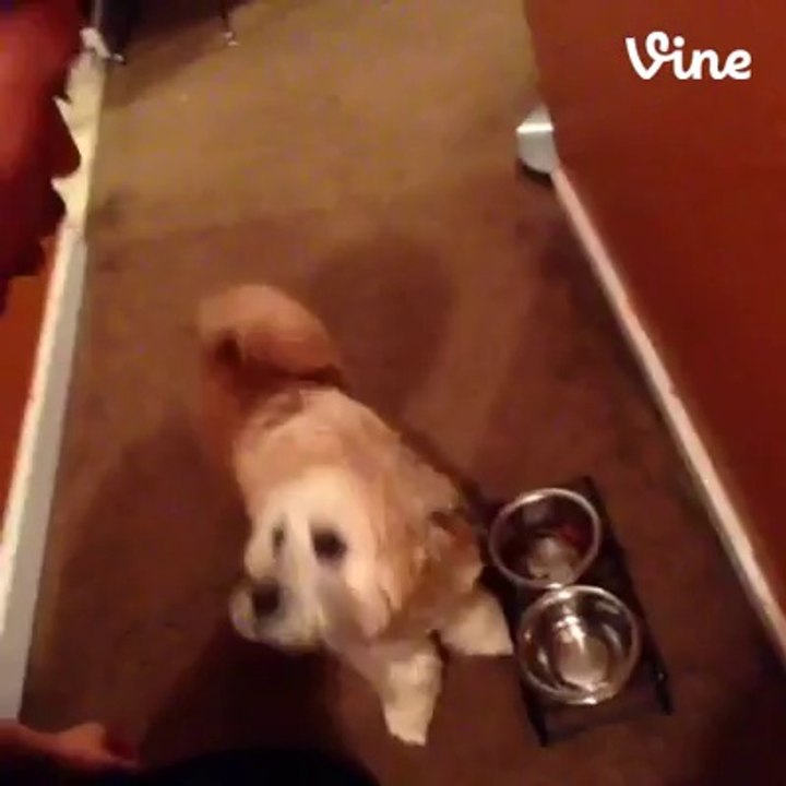 Dog Stiling Milk Funny Vine