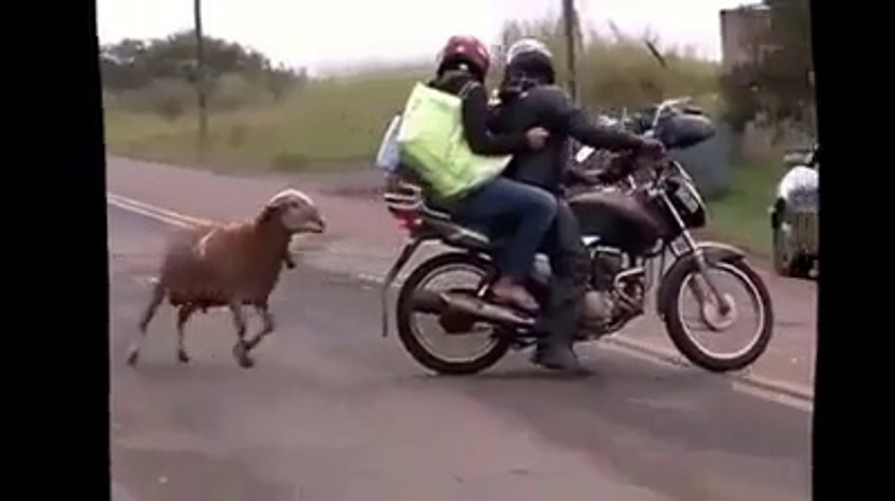 Sokakta terör estiren koyun.. Mutlaka izleyin..