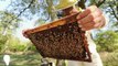 1 minute 1 idee / 1 toit pour les abeilles