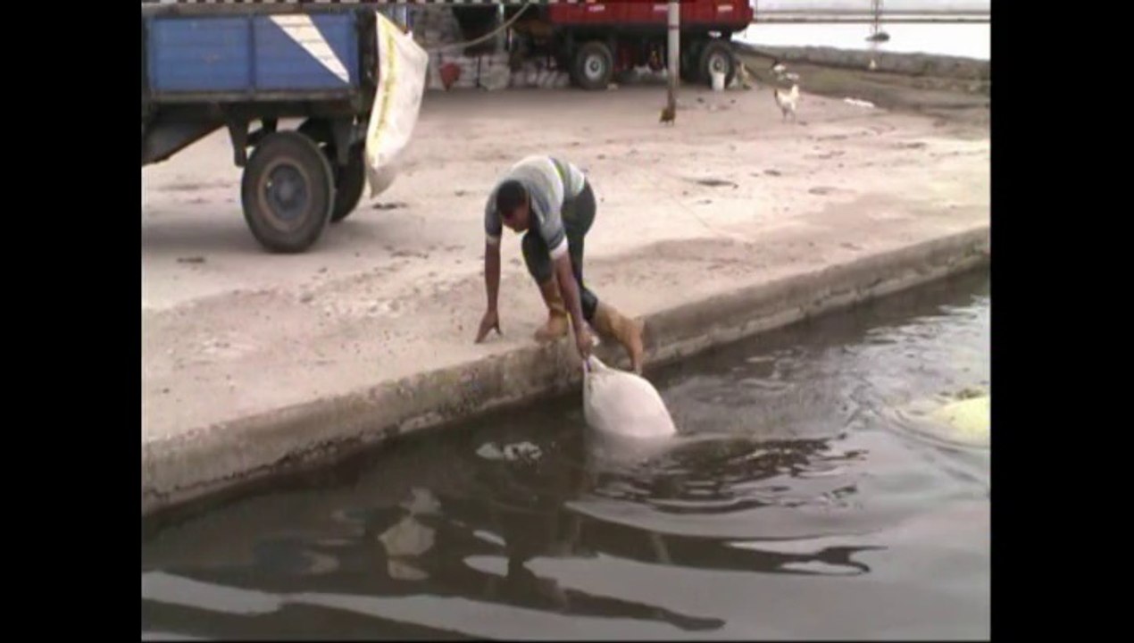 EDİRNE'DE ÇELTİK EKİMİ SAMİ DUBACI RÖPORTAJ