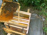 29 Mai - visite ruche bourdoneuse
