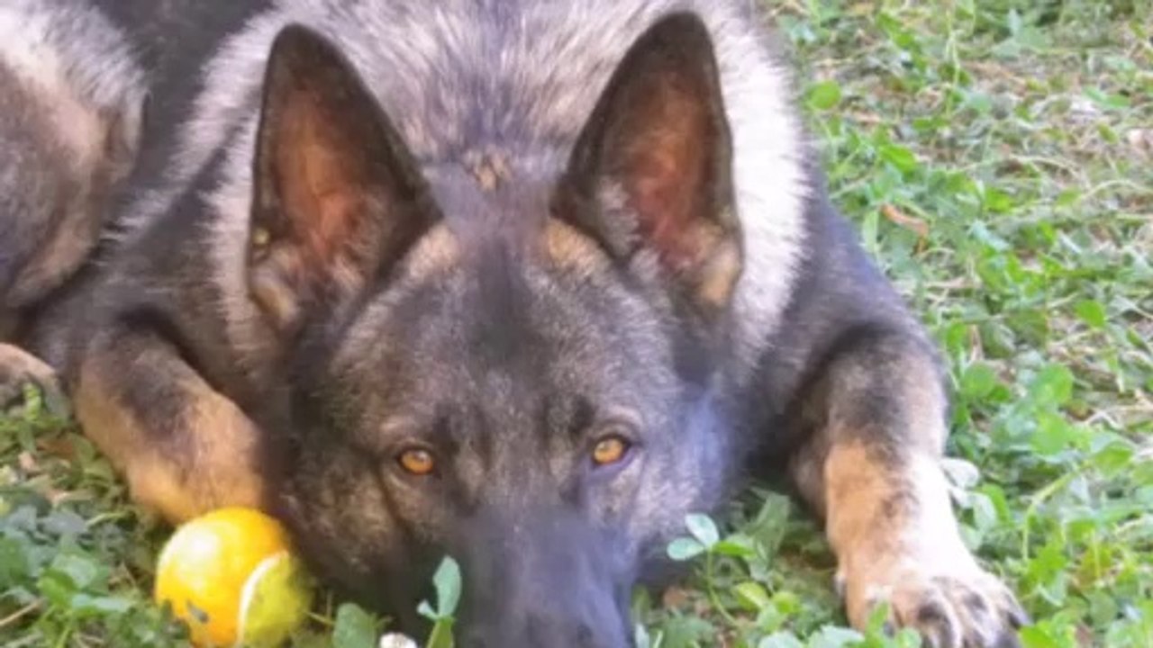 Passion Berger Allemand 3