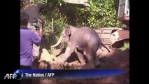 Thaïlande: un bébé éléphant sauvé d'un puit