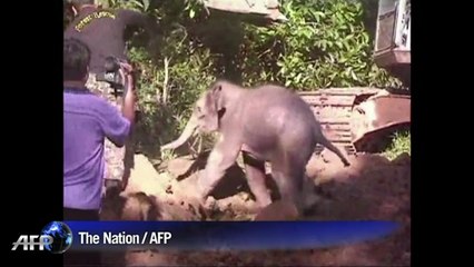 Thaïlande: un bébé éléphant sauvé d'un puit