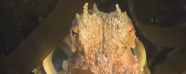 Teaser du Forum Vendée Avenir 2014 sur la Mer (patrimoine côtier)