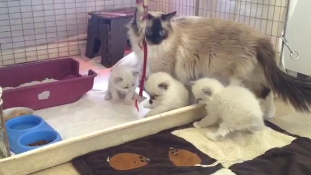 chatons Ragdolls nés le 1er Mai 2014