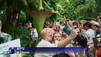 Une fleur cadavre à l'odeur nauséabonde