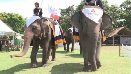 thailande elephants