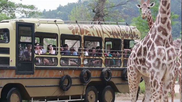 Corée du sud: une girafe a donné naissance à son 18ème nouveau-né