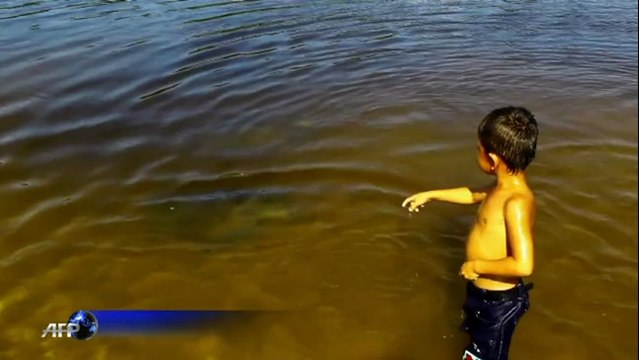 Mexique: un millier de tortues attendues sur la plage d'Ixtapilla