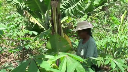 Des Boliviens contre l'arrachage de coca