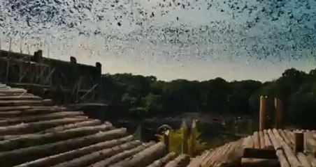 NOAH - Bande annonce