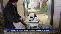 Fu Bao, un nouveau panda au zoo de Vienne