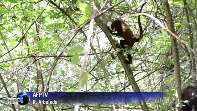 Huit singes hurleurs roux retrouvent la liberté