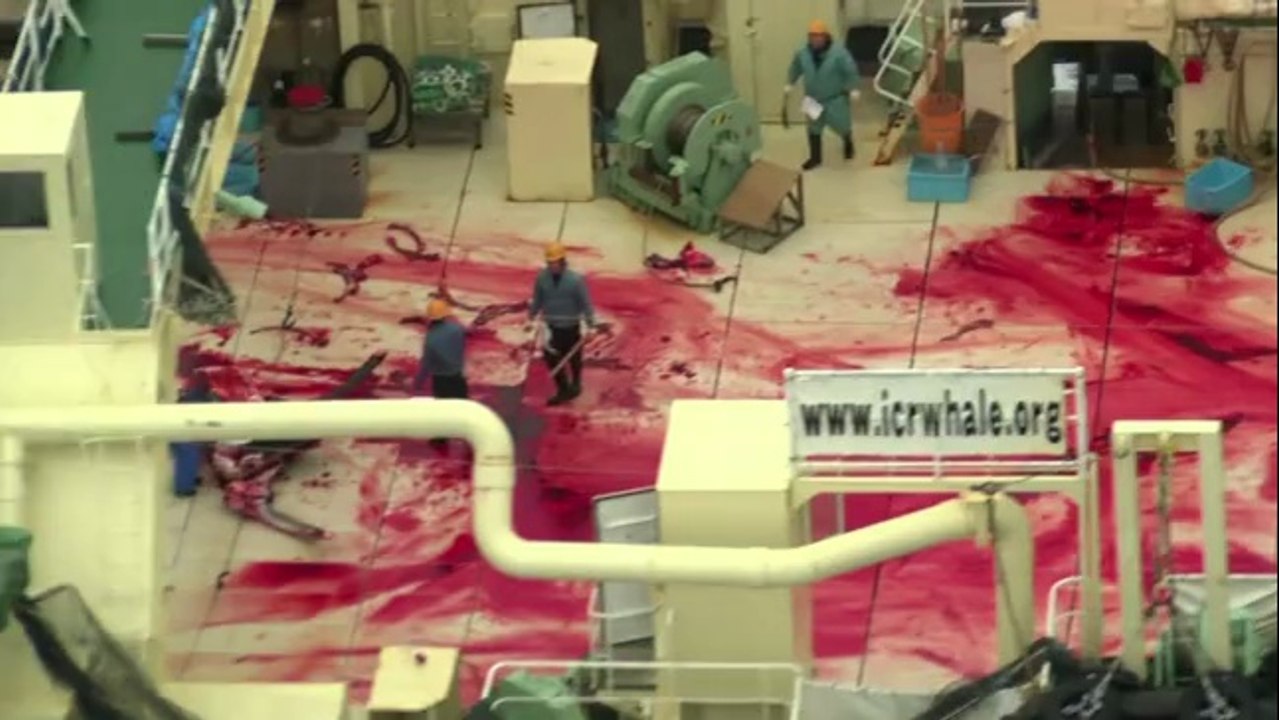 L'association écologiste Sea Shepherd pointe du doigt les baleiniers japonais