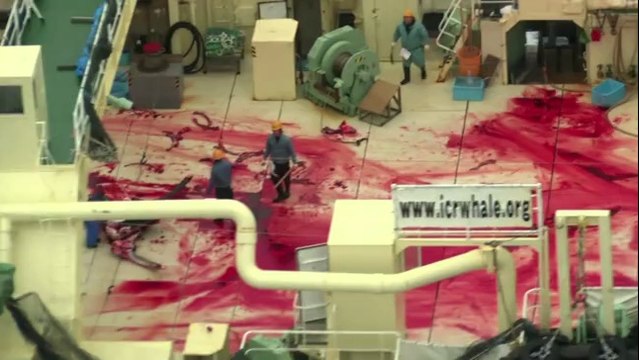 L'association écologiste Sea Shepherd pointe du doigt les baleiniers japonais