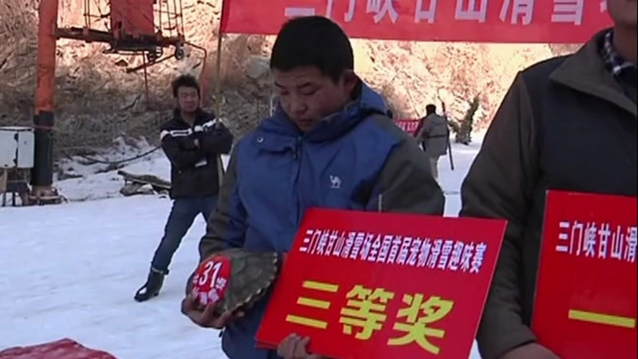Course de ski d'animaux domestiques en Chine: une tortue bat un lapin