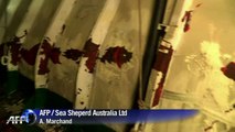 Un navire Sea Shepherd entre en collision avec un baleinier japonais
