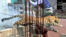 Inde: un léopard sème la panique dans les rues