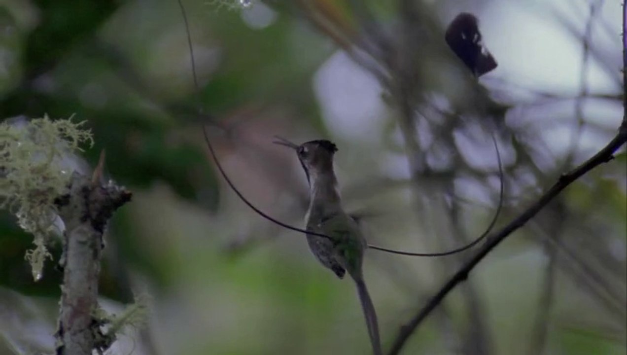 Erkek Sinek Kuşunun Etkileyici Kur Gösterisi