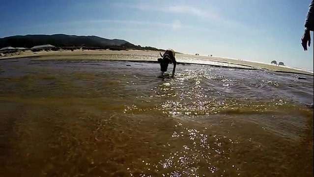 Duncan Lou Who, le chien à deux pattes