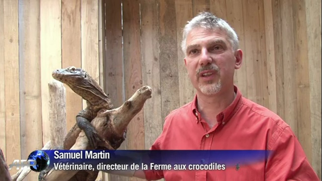 L'arrivée de bébés dragons de Komodo dans un parc zoologique français