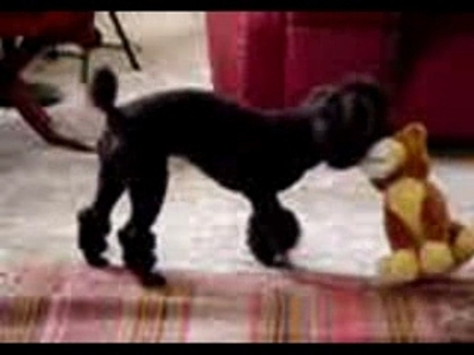 Un caniche très amoureux de sa peluche.