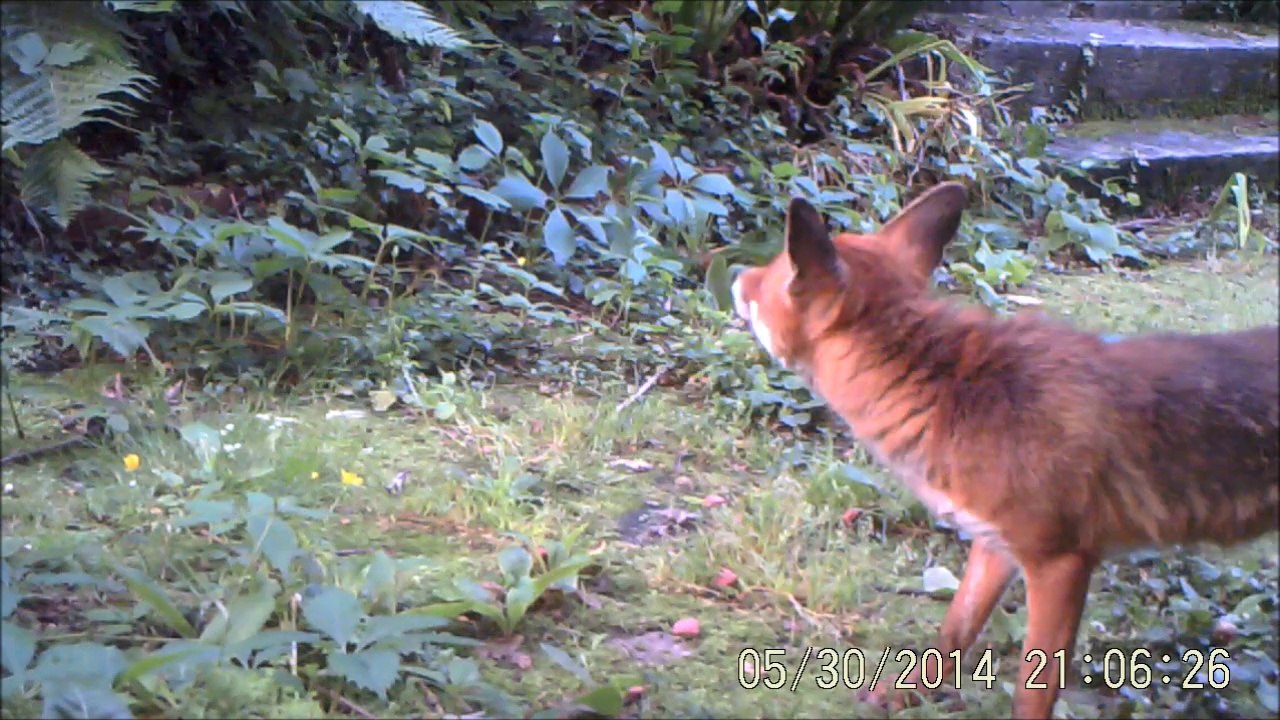 Renard à Rouen, en plein jour et Pies mangeant des noix, 30/05/2014