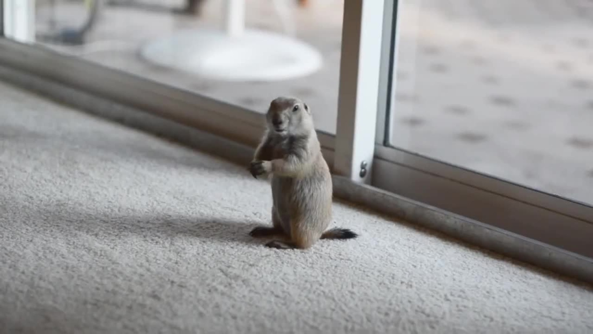 Chien De Prairie Joue Avec Un Chat Video Dailymotion