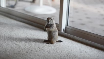 Chien de prairie joue avec un chat