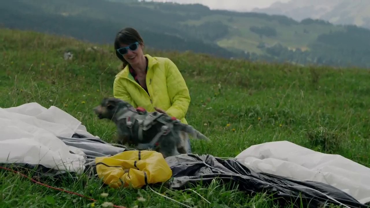 Un chien fait du wingsuit